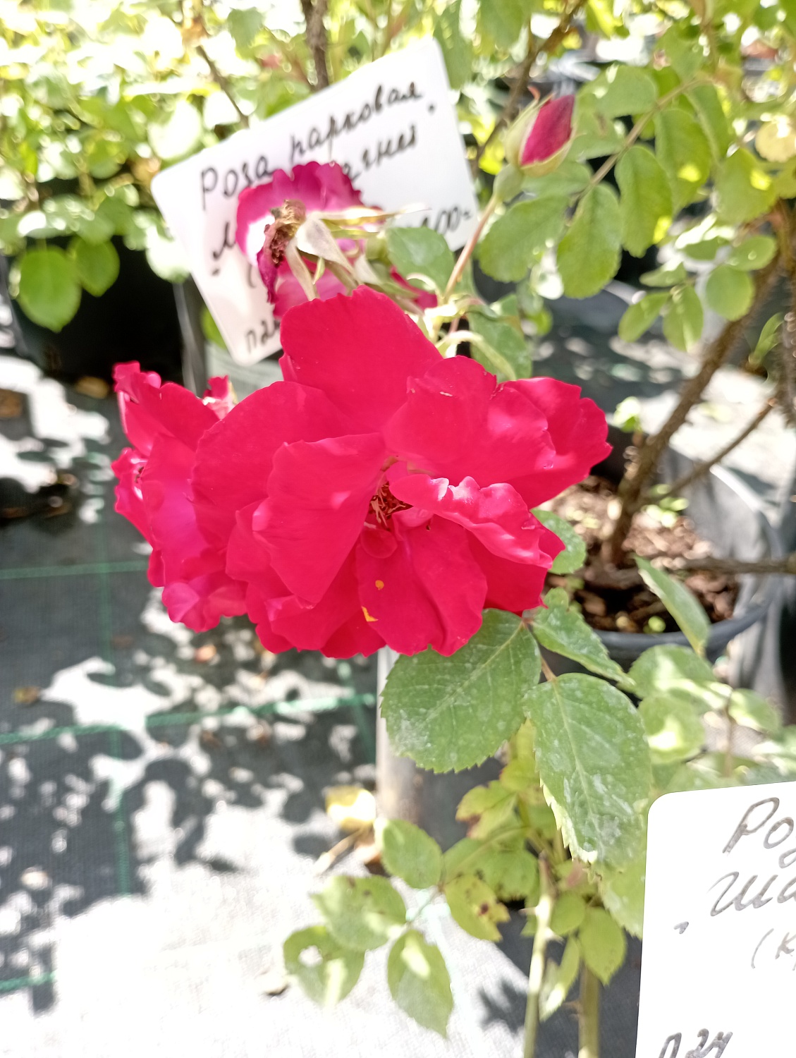 Роза шраб "Шамплейн" (Champlain)