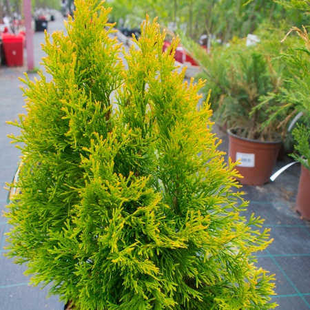 Туя западная Golden Smaragd Janed Gold