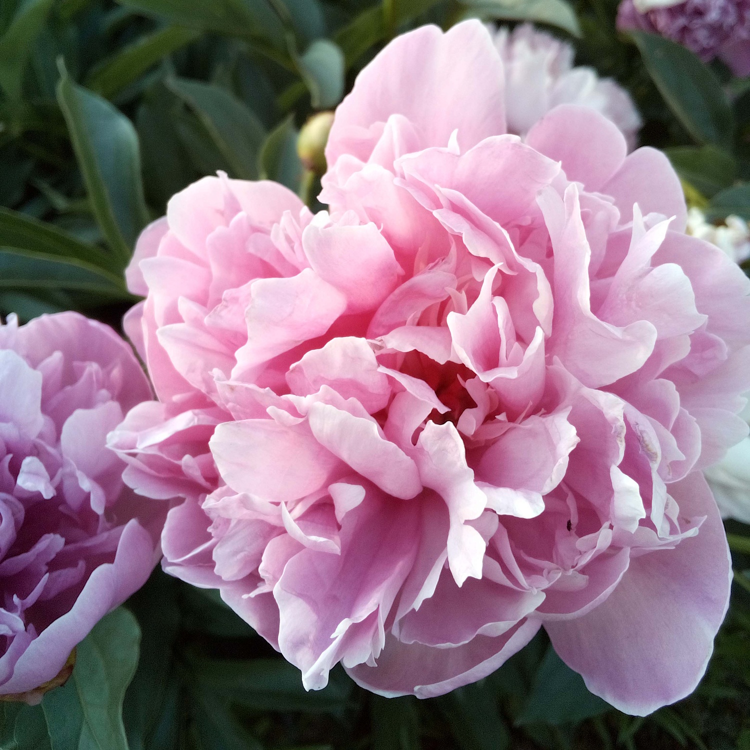 Какие растения радуют нас цветением на протяжении многих лет и при этом неприхотливы в уходе? 