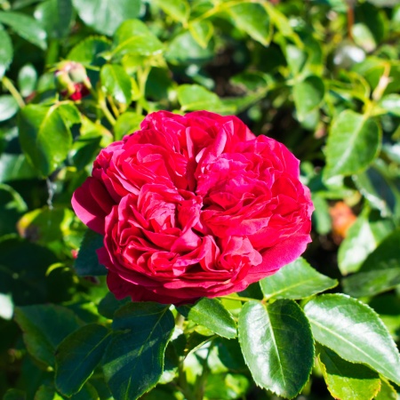 Роза шраб "Eric Tabarly" ("Эрик Таберли")