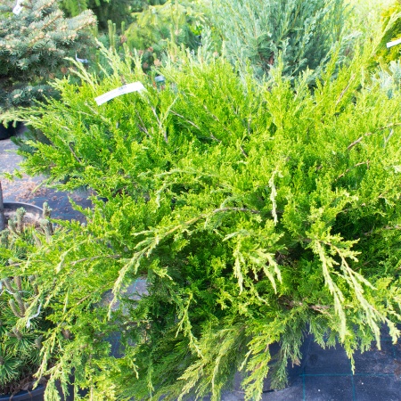 Можжевельник пфитцериана "Mint Julep" Можжевельник пфитцериана "Mint Julep"