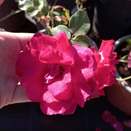 Роза шраб "Шамплейн" (Champlain)