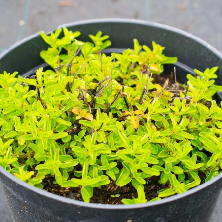 Душица "Hot and Spicy" (Хот энд Спайси) Душица "Hot and Spicy" (Хот энд Спайси)