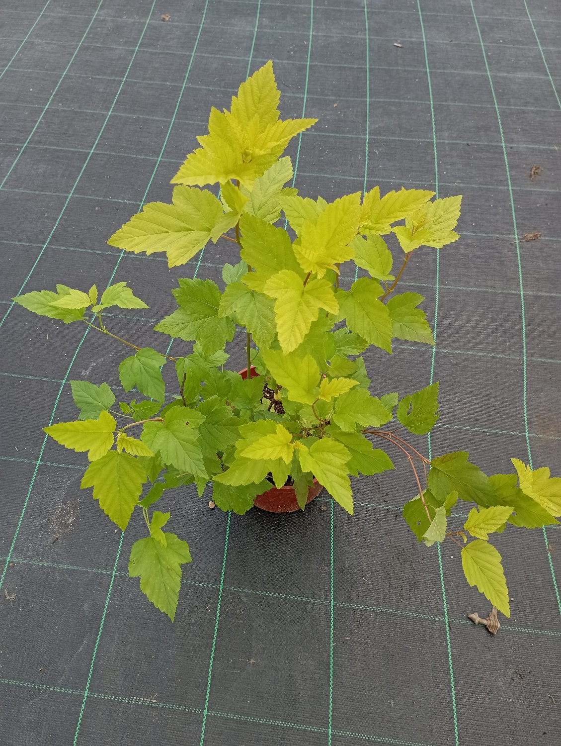 Пузыреплодник калинолистный "Angel Gold" Пузыреплодник калинолистный "Angel Gold"