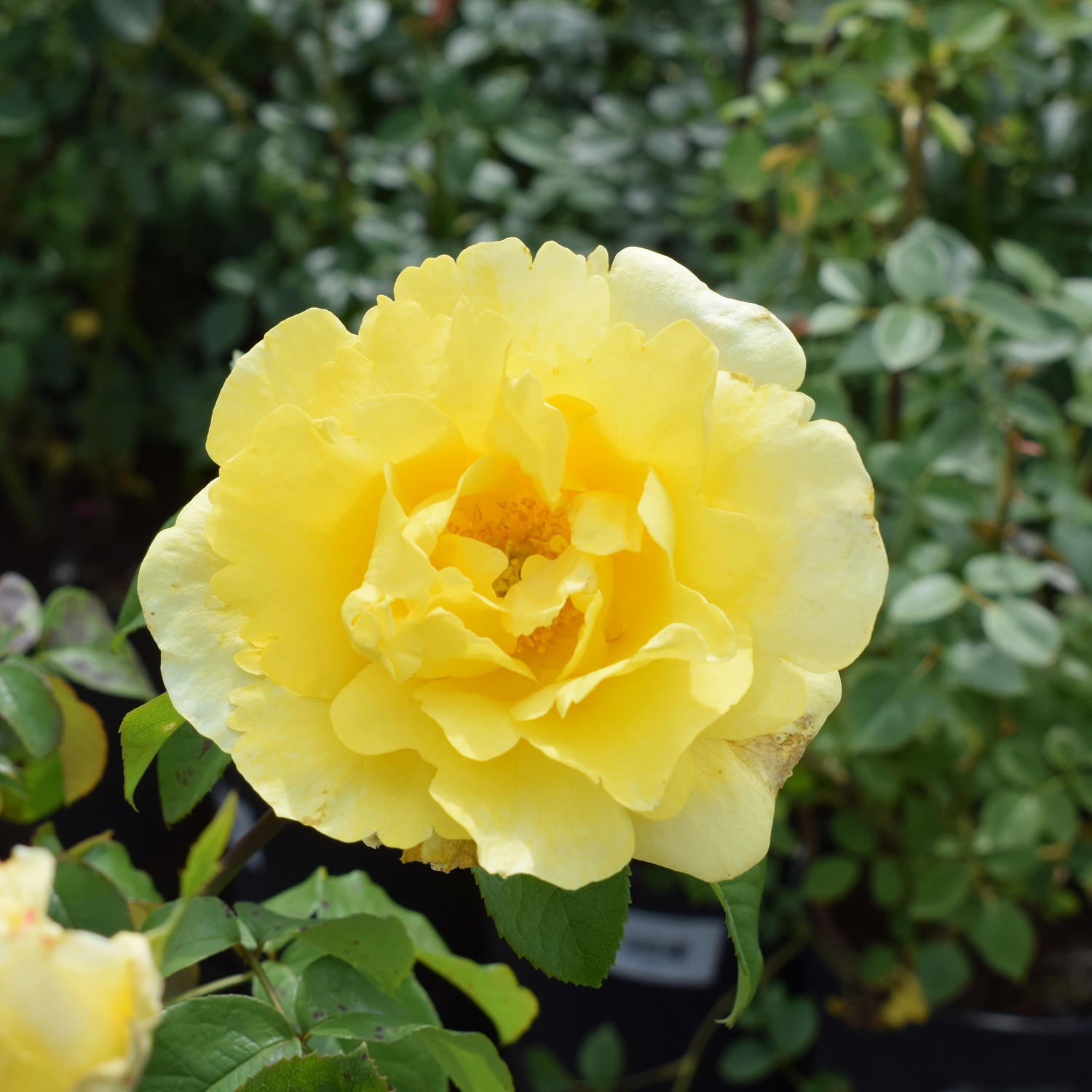 Розы красные… Розы прекрасные…. Или 200 сортов кустовых роз, которые могут украсить ваш сад и вашу жизнь!