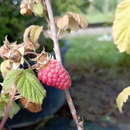 Малина "Гусар"