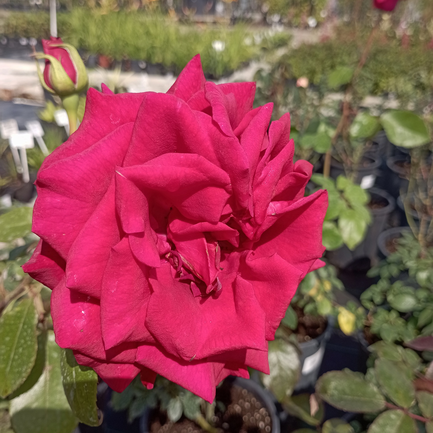 Розы красные… Розы прекрасные…. Или 200 сортов кустовых роз, которые могут украсить ваш сад и вашу жизнь!