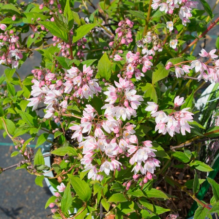 Дейция "Yuki Cherry Blossom" (Юки Черри Блоссом)