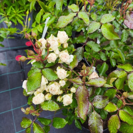 Роза Сноуфлейк