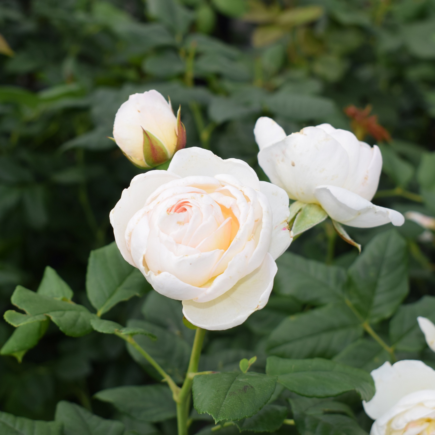 Розы красные… Розы прекрасные…. Или 200 сортов кустовых роз, которые могут украсить ваш сад и вашу жизнь!