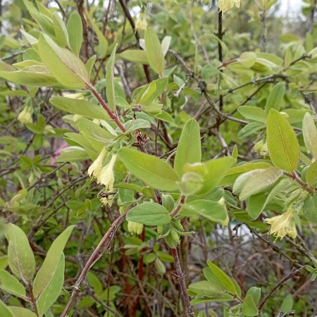 Жимолость "Югана"