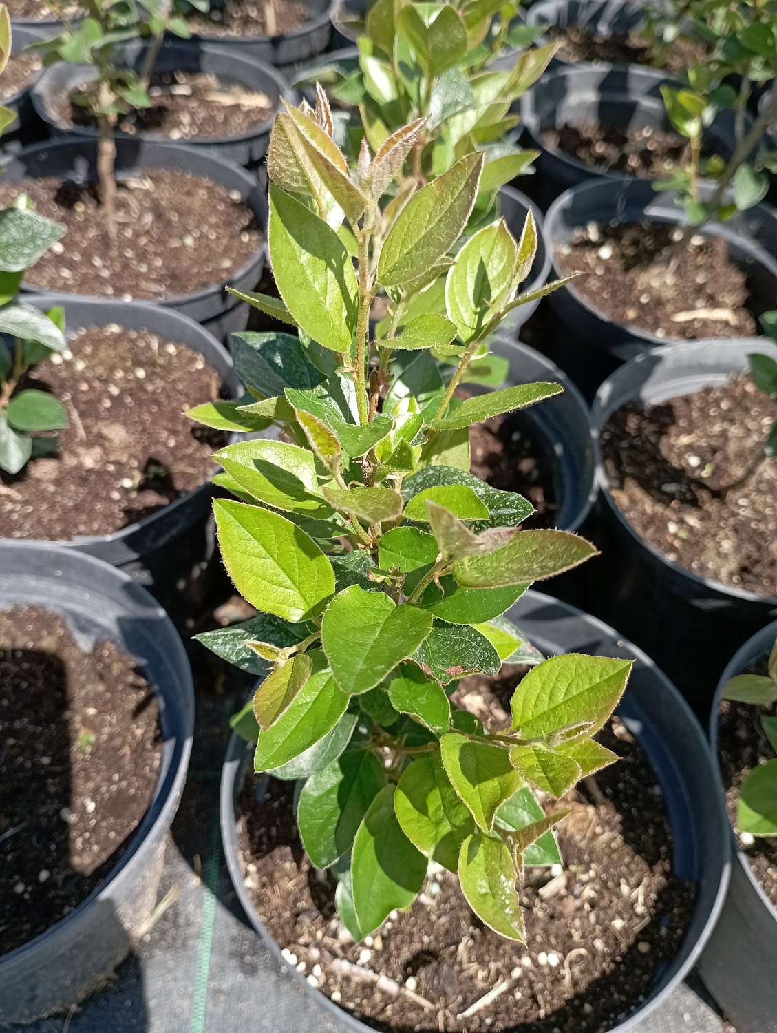 Кизильник  "Блестящий"