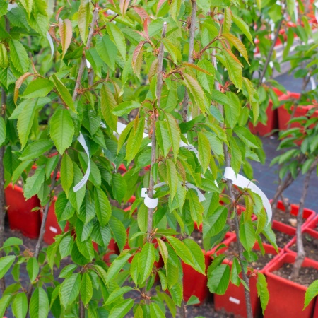 Черешня «Ревна»