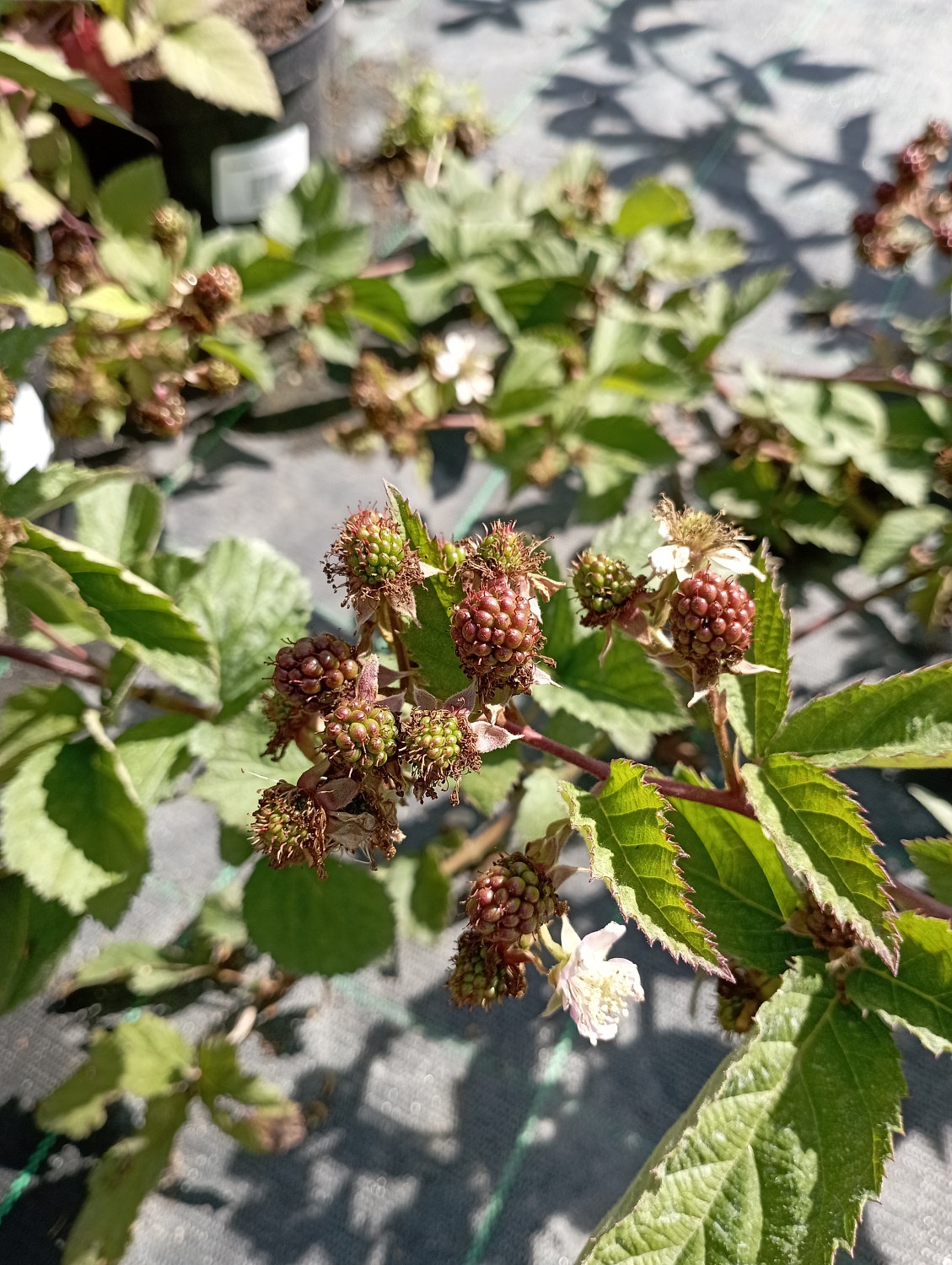 Ежевика "Торнфри"