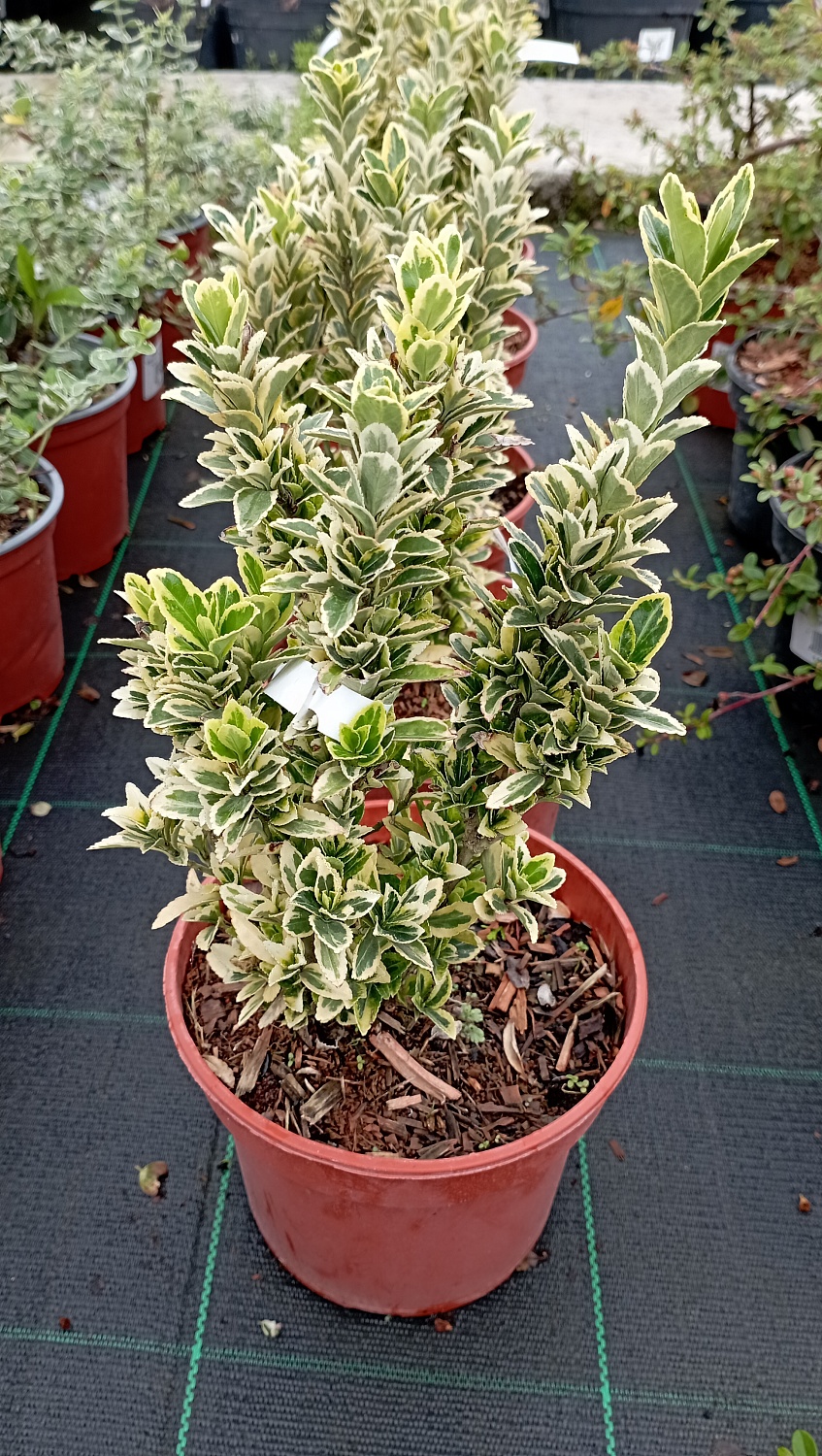 Бересклет японский "Gold Rocket" (Голд Рокет)