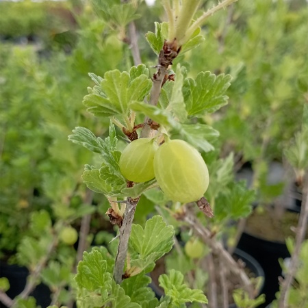 Крыжовник Салют