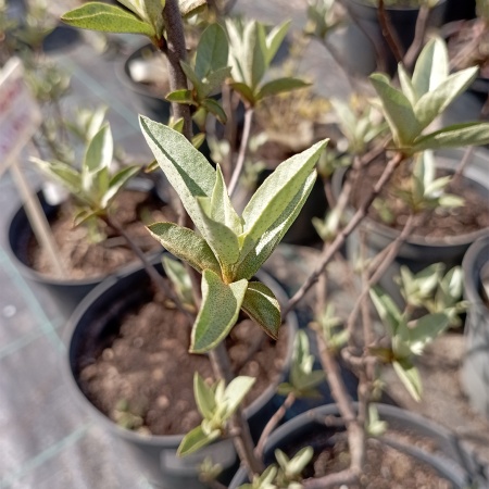 Лох серебристый