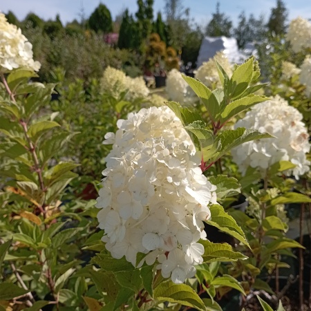 Гортензия метельчатая "Magical Kilimanjaro" (Мэджикал Килиманджаро)
