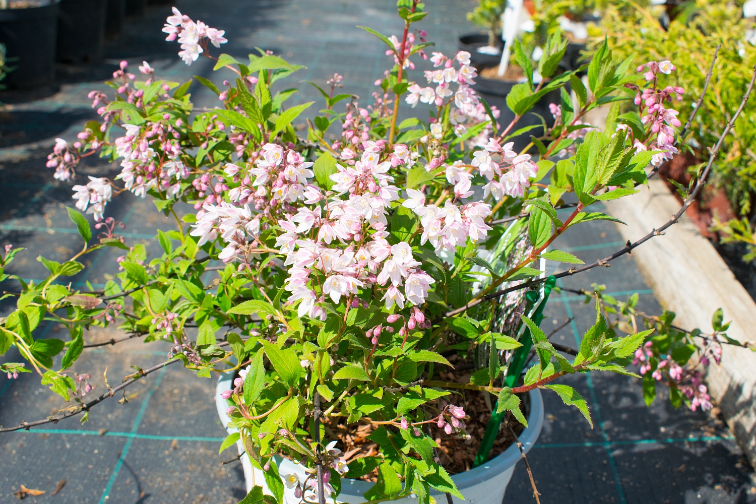 Дейция "Yuki Cherry Blossom" (Юки Черри Блоссом)