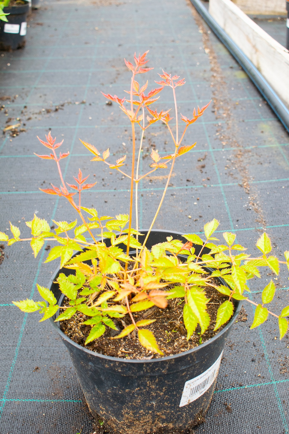 Астильба Давида 