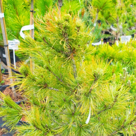 Сосна кедровая европейская Сосна кедровая европейская