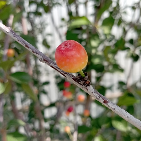 Вишня Булатниковская Вишня Булатниковская