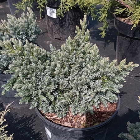 Можжевельник чешуйчатый "Blue Star"