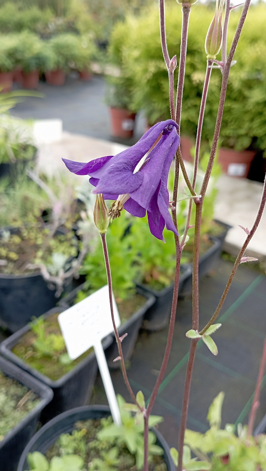 Аквилегия гибридная "Blak Barlow" (Блэк Барлоу)