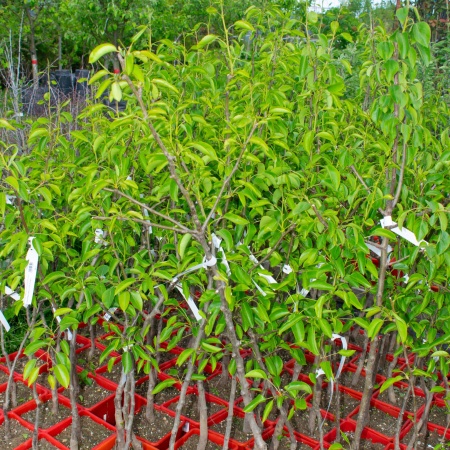 Груша "Ника" Груша "Ника"