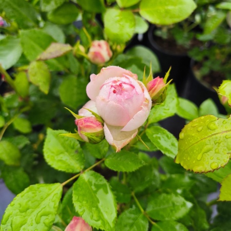 Роза чайно-гибридная Чарминг Пьяно