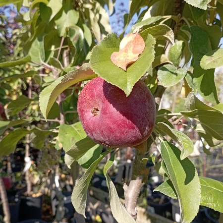 Яблоня колонновидная Стрела (раннезимный сорт)