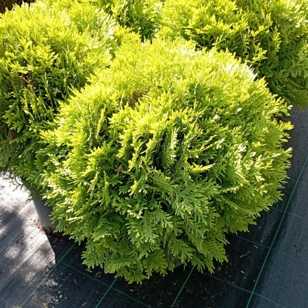 Туя западная Mirjam