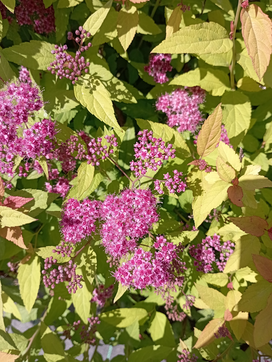 Спирея японская "Goldflame" (Голдфлейм)