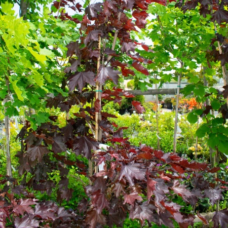 Клен остролистный "Роял ред" / Acer platanoides "Royal Red" Клен остролистный "Роял ред" / Acer platanoides "Royal Red"