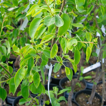 Груша "Гера"