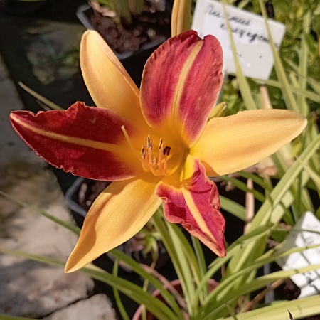 Лилейник "Morning Sun" (Морнинг Сан)