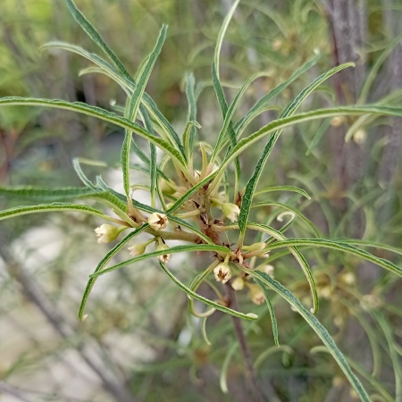 Крушина ломкая "Aspleniifolia"  (Аспленифолия)
