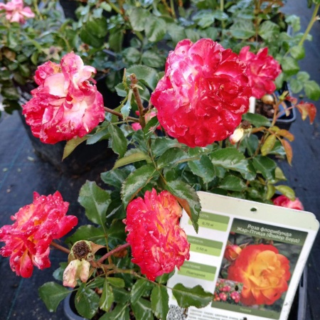 Роза флорибунда "Жар-Птица" (Firebird)