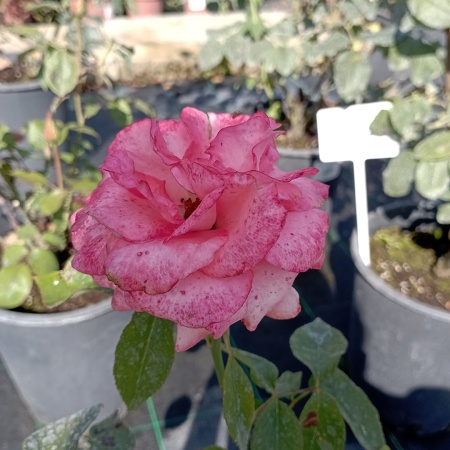 Роза чайно-гибридная "Пинк Лав" (Pink Love)