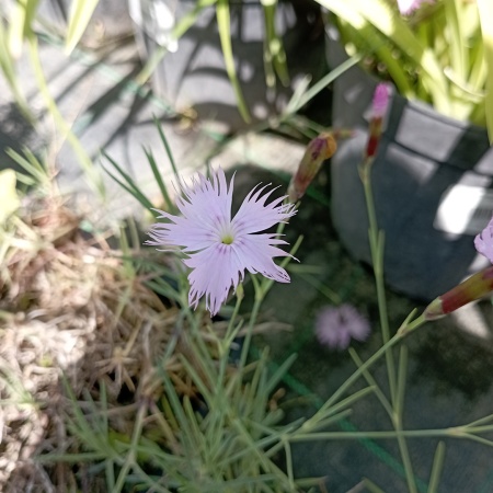 Гвоздика песчаная "Бахрома" (розовая)