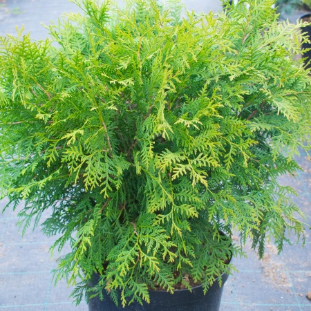 Туя западная "Вудварди" / Thuja occidentalis Woodwardii Туя западная "Вудварди" / Thuja occidentalis Woodwardii