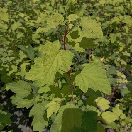 Смородина зеленоплодная "Снежная королева"