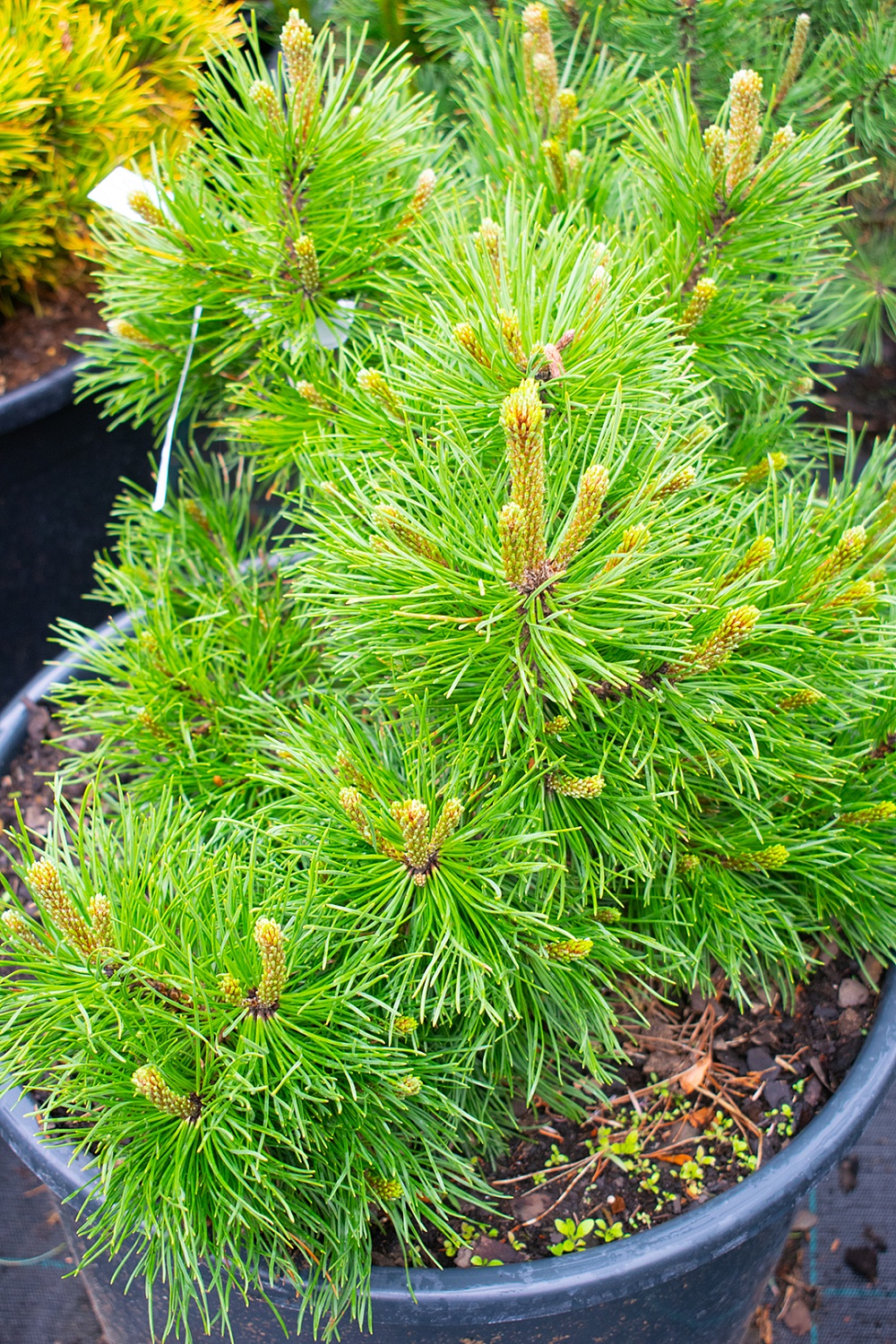 Сосна горная Сосна горная