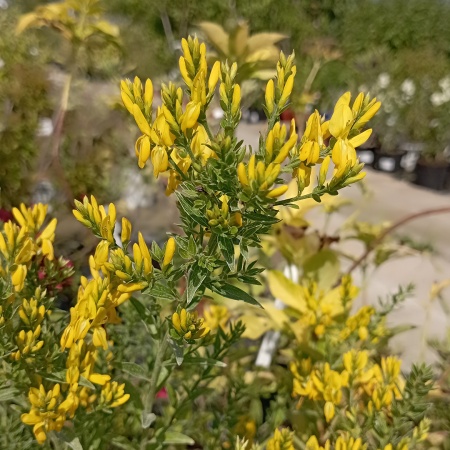 Дрок красильный "Royal Gold" (Роял Голд)