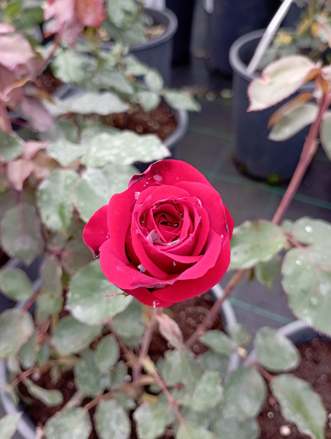 Роза английская "Кинг Артур" (King Arthur) Роза английская "Кинг Артур" (King Arthur)