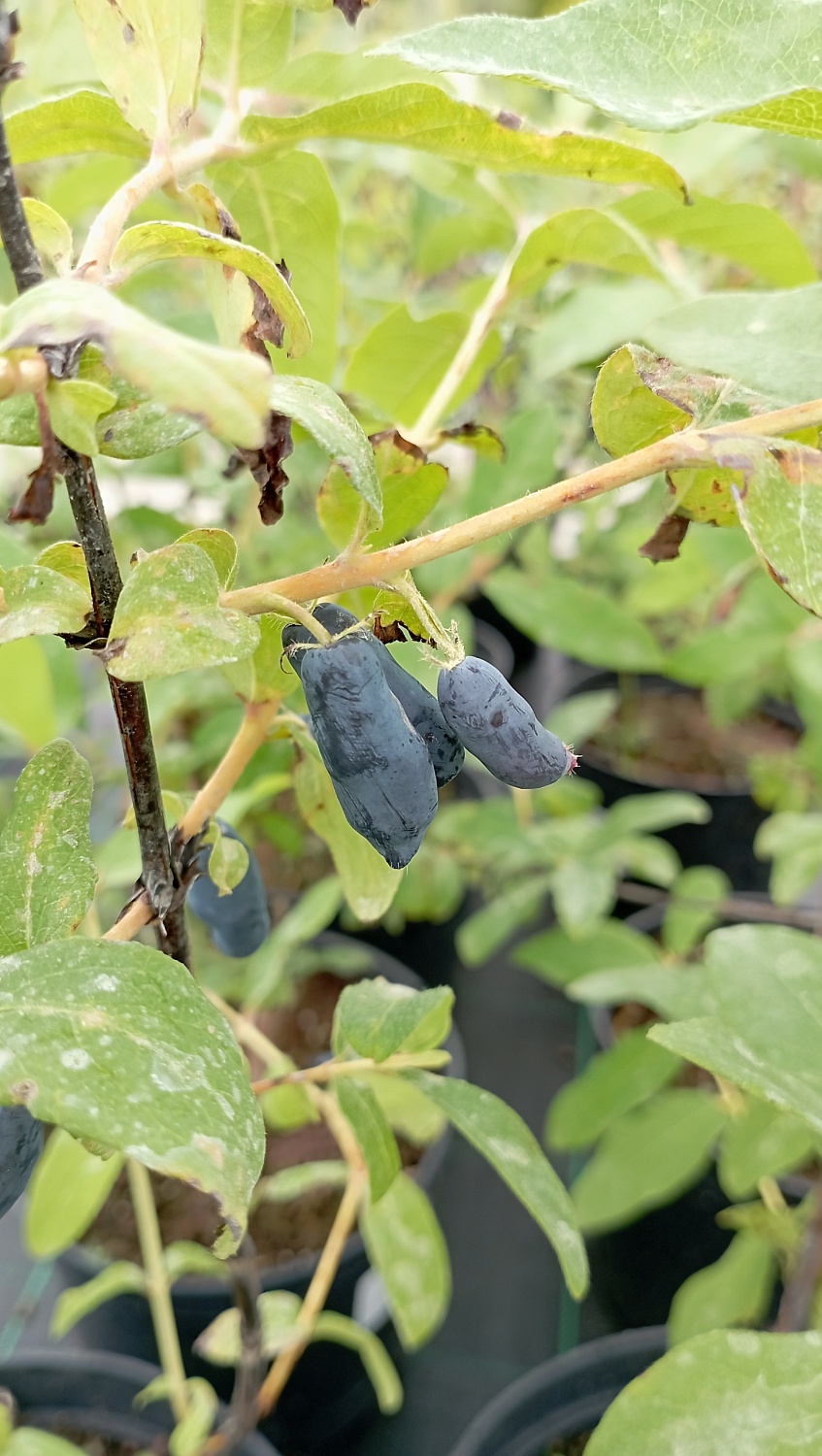 Жимолость "Нимфа"