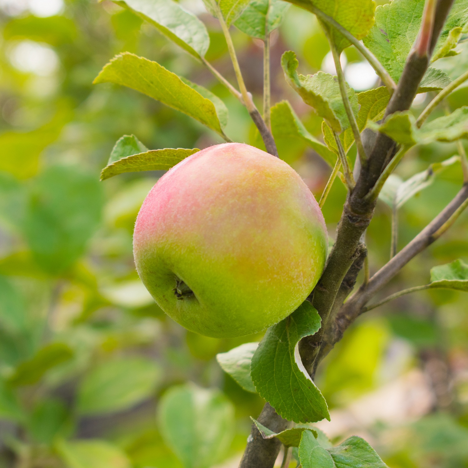 Наступает новый дачный сезон - а это прекрасное время для посадки саженцев плодовых растений