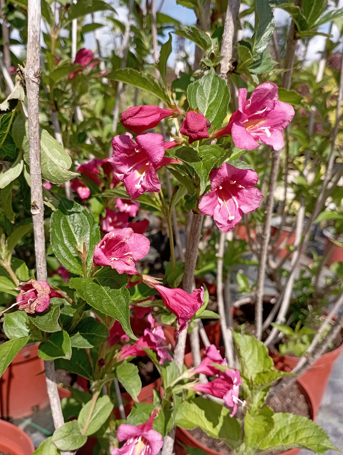 Вейгела "Bristol Ruby" (Бристол Руби)