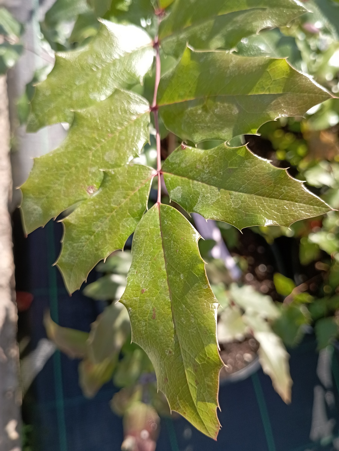 Магония падуболистная Магония падуболистная