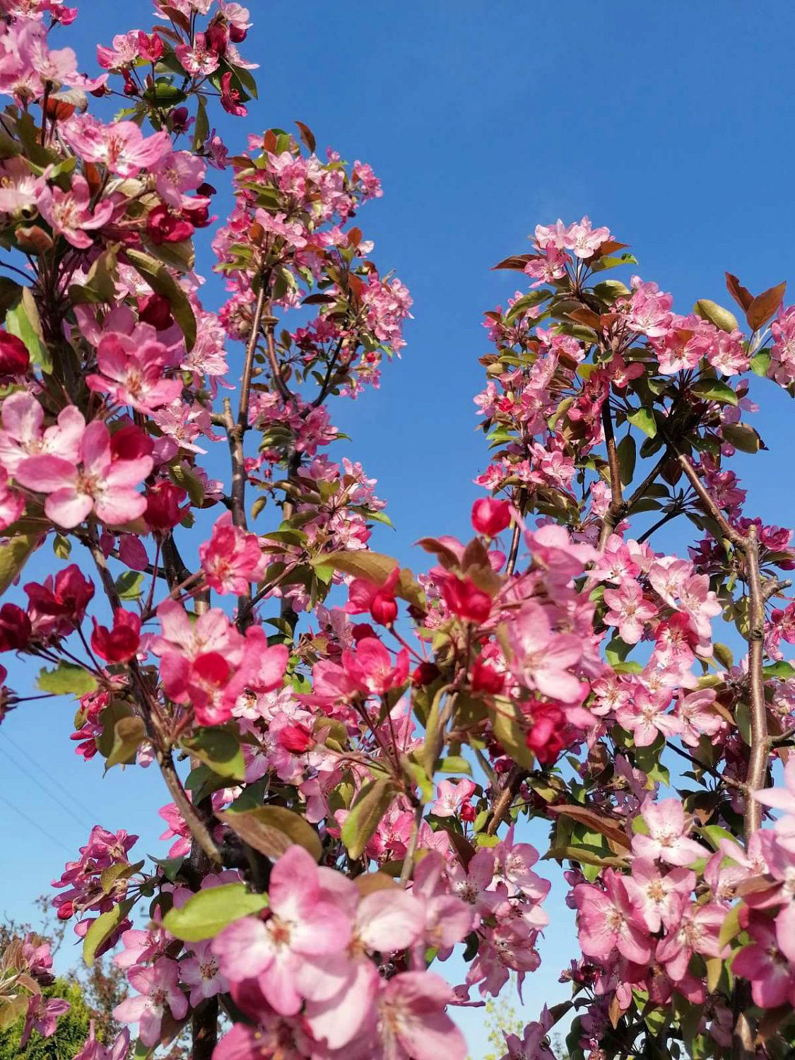 Яблоня декоративная Пионерка